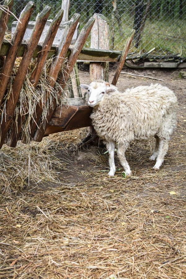 Farm stay Koziolkowo *