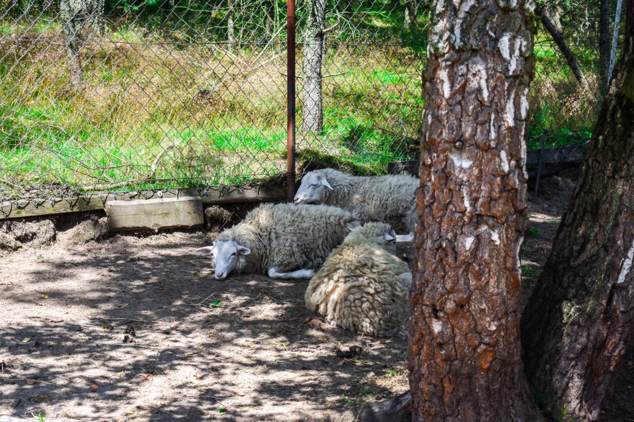 Koziolkowo Farm stay