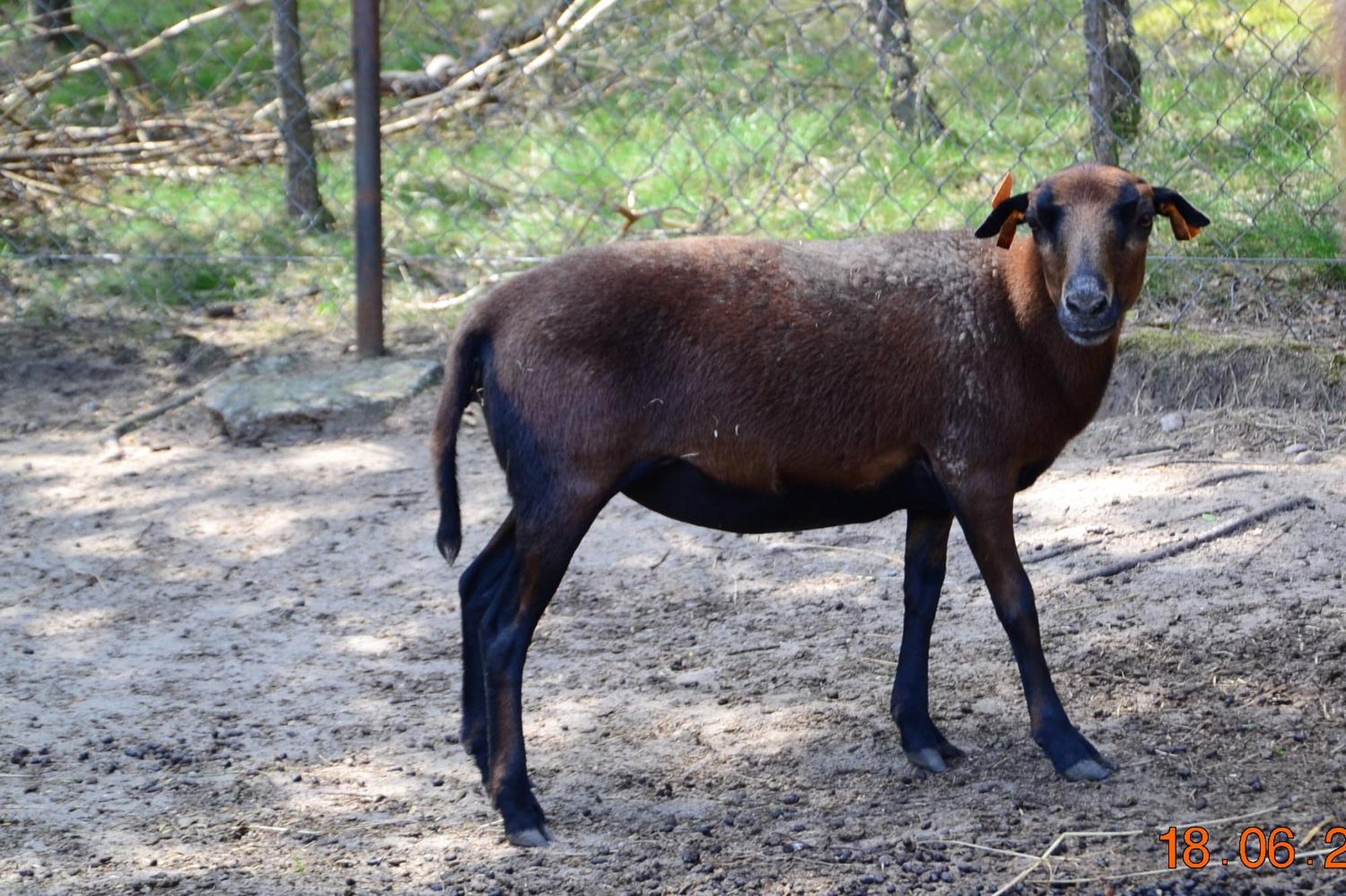 Feriegårder Koziolkowo Bartoszylas
